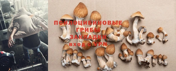 шишки Беломорск